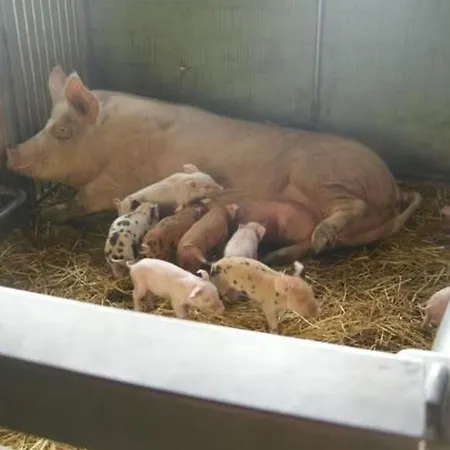 شقة Hof Geilisguet By Interhome *