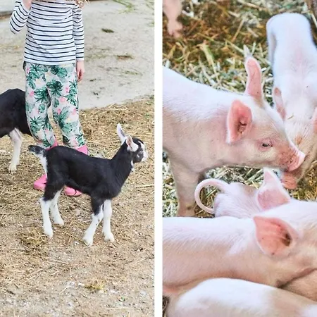 شقة Hof Geilisguet By Interhome رانفله