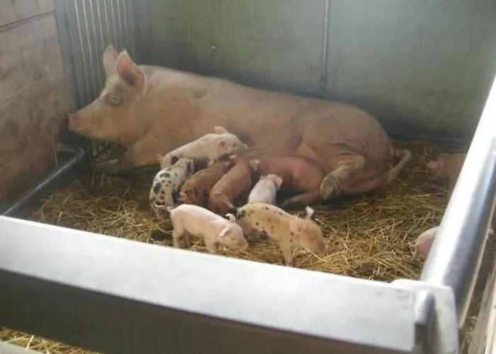 Apartment Hof Geilisguet By Interhome *