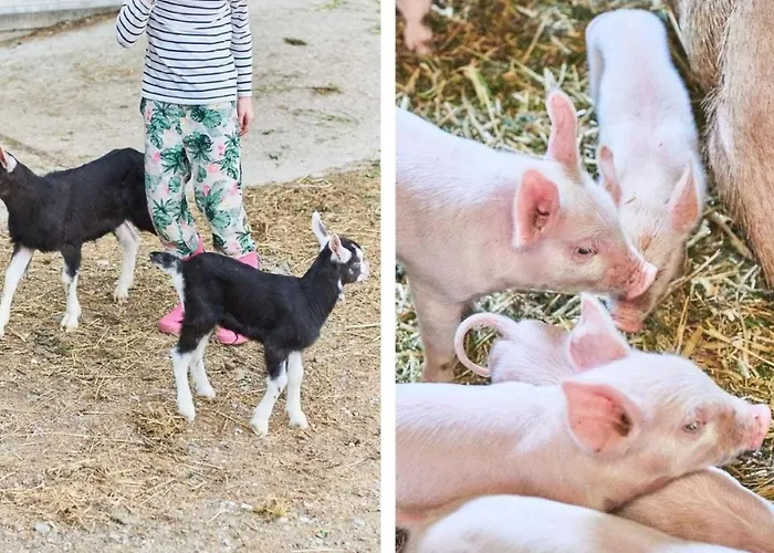 Apartman Hof Geilisguet By Interhome Ranflüh